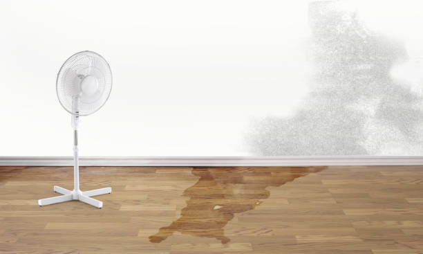 Best Mold removal after water damage  in Chester, NY
